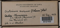 Craterium aureum image